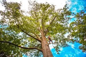 Best Tree Maintenance Programs  in Pilot Mountain, NC