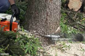 Best Storm Damage Tree Cleanup  in Pilot Mountain, NC