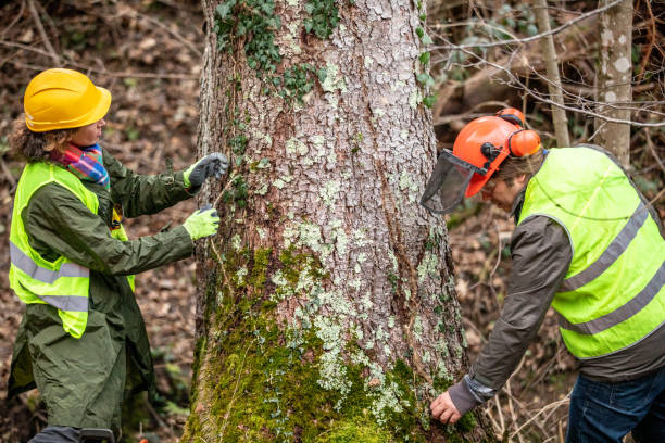 Seasonal Cleanup (Spring/Fall) in Pilot Mountain, NC