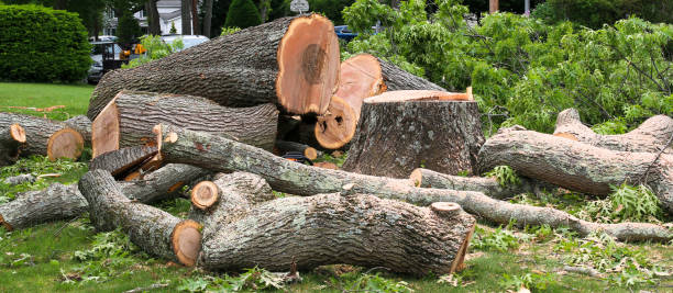 Best Tree Trimming and Pruning  in Pilot Mountain, NC