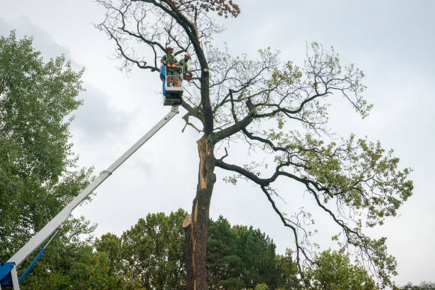 How Our Tree Care Process Works  in  Pilot Mountain, NC