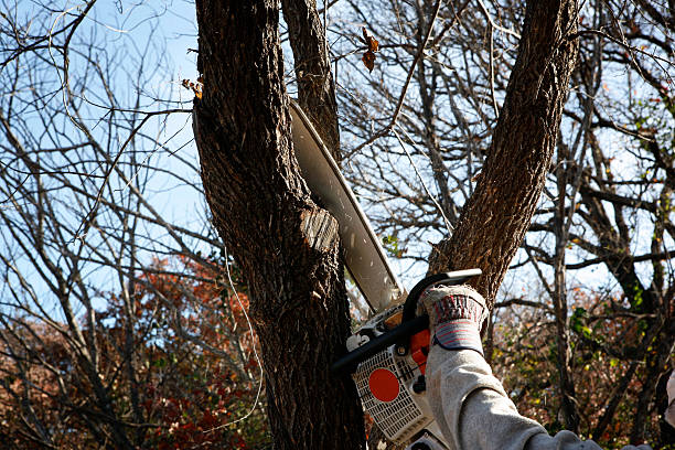 Best Tree and Shrub Care  in Pilot Mountain, NC