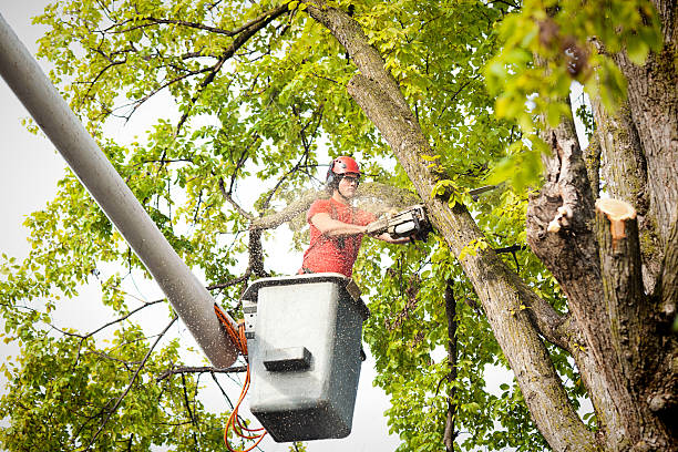 Pilot Mountain, NC Tree Removal Services Company