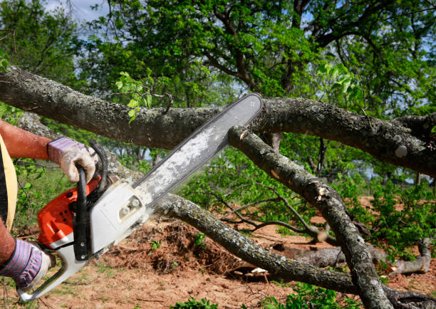 Best Soil Testing and Treatment  in Pilot Mountain, NC